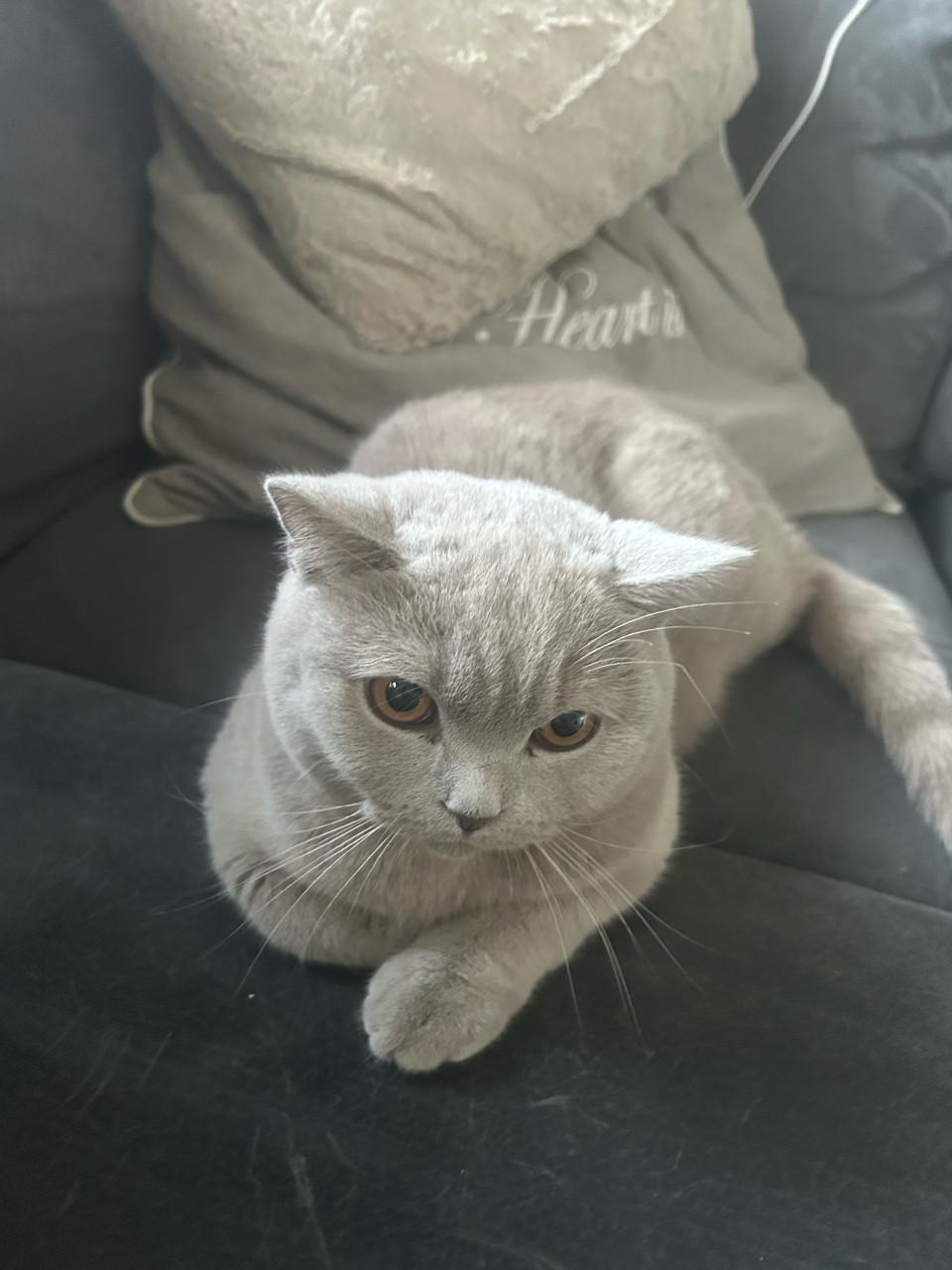 Britse korthaar 7,5 maand