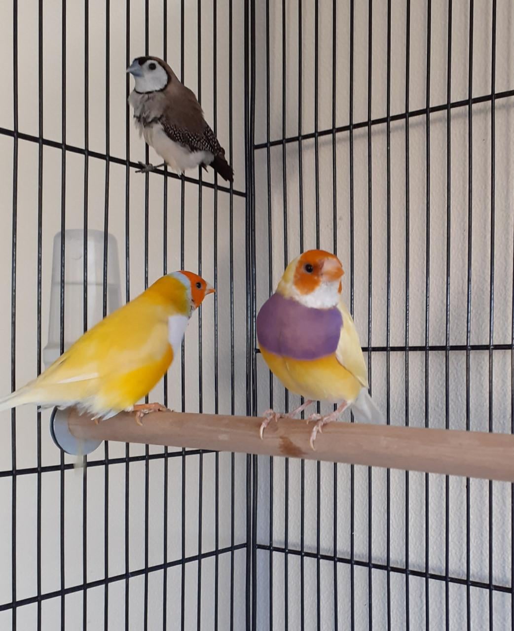 Kooi met 2 bichenows en 2 gele gouldamadines