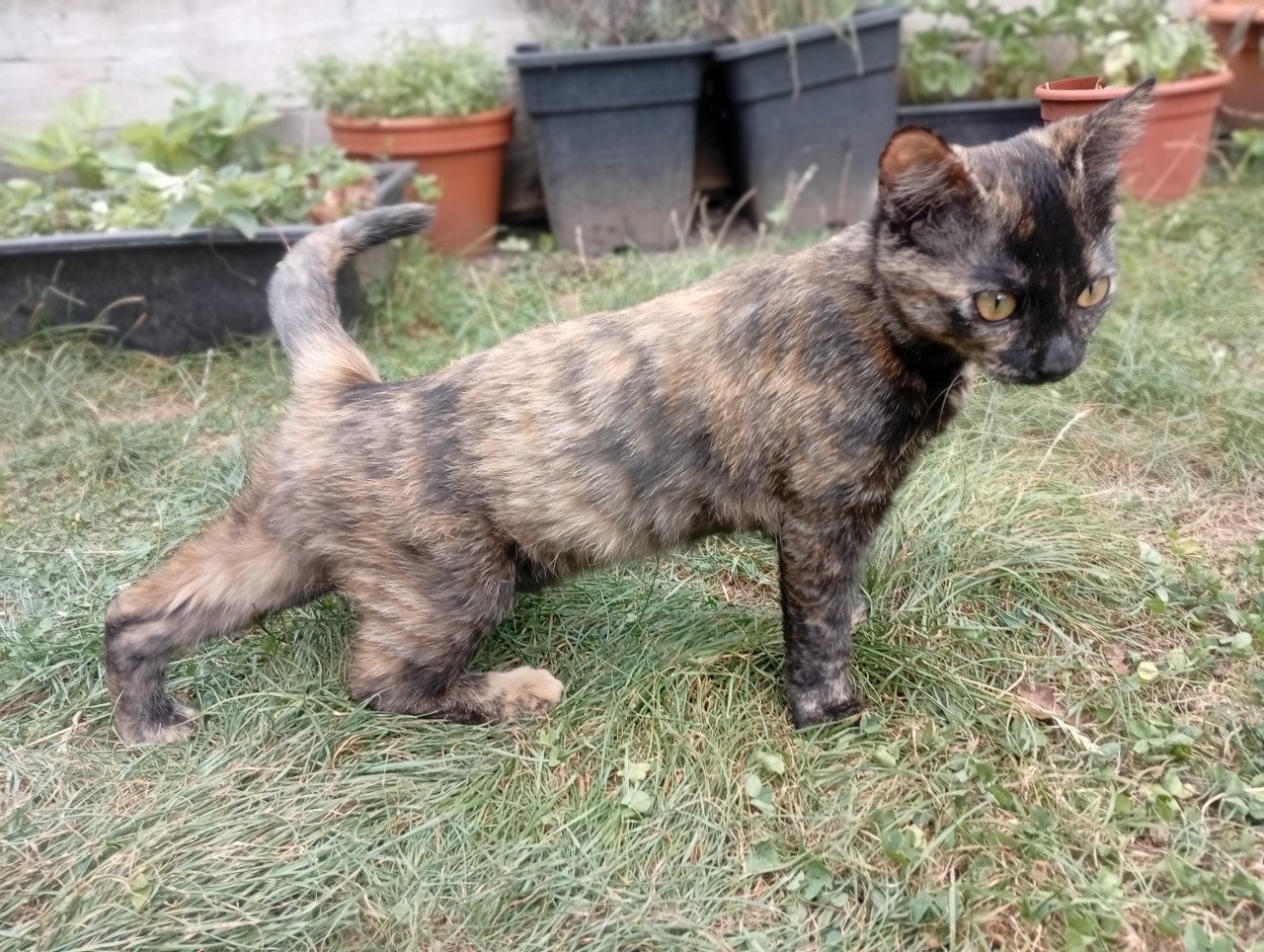 2 kittens (meisjes) schildpadjes