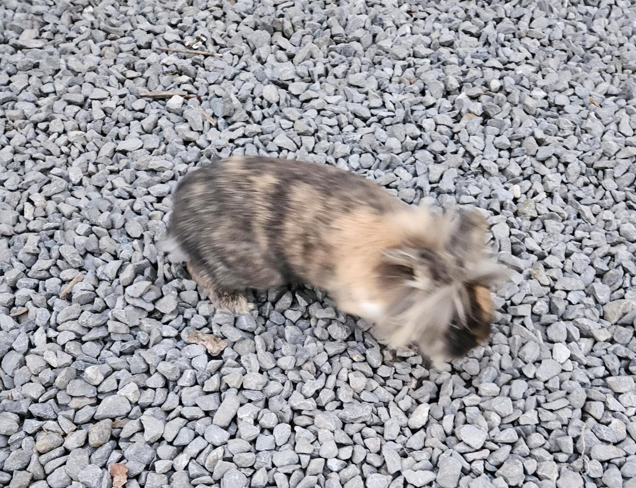 Mooi Leeuwkop Konijn Gratis