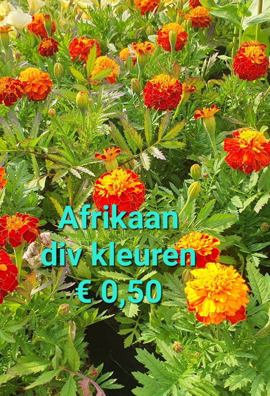 TUINPLANTEN leuke prijzen!