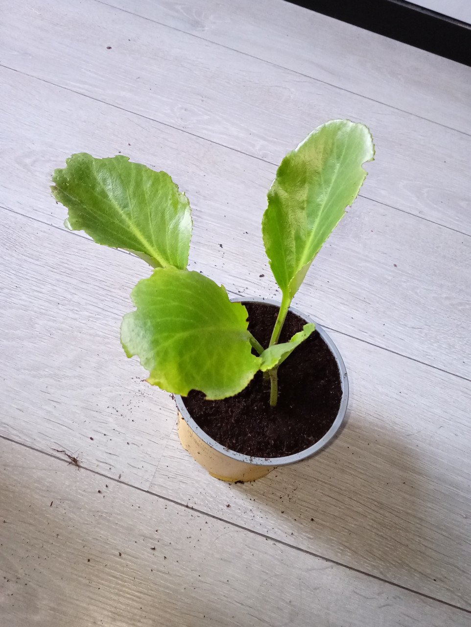 Heel veel stekjes van planten