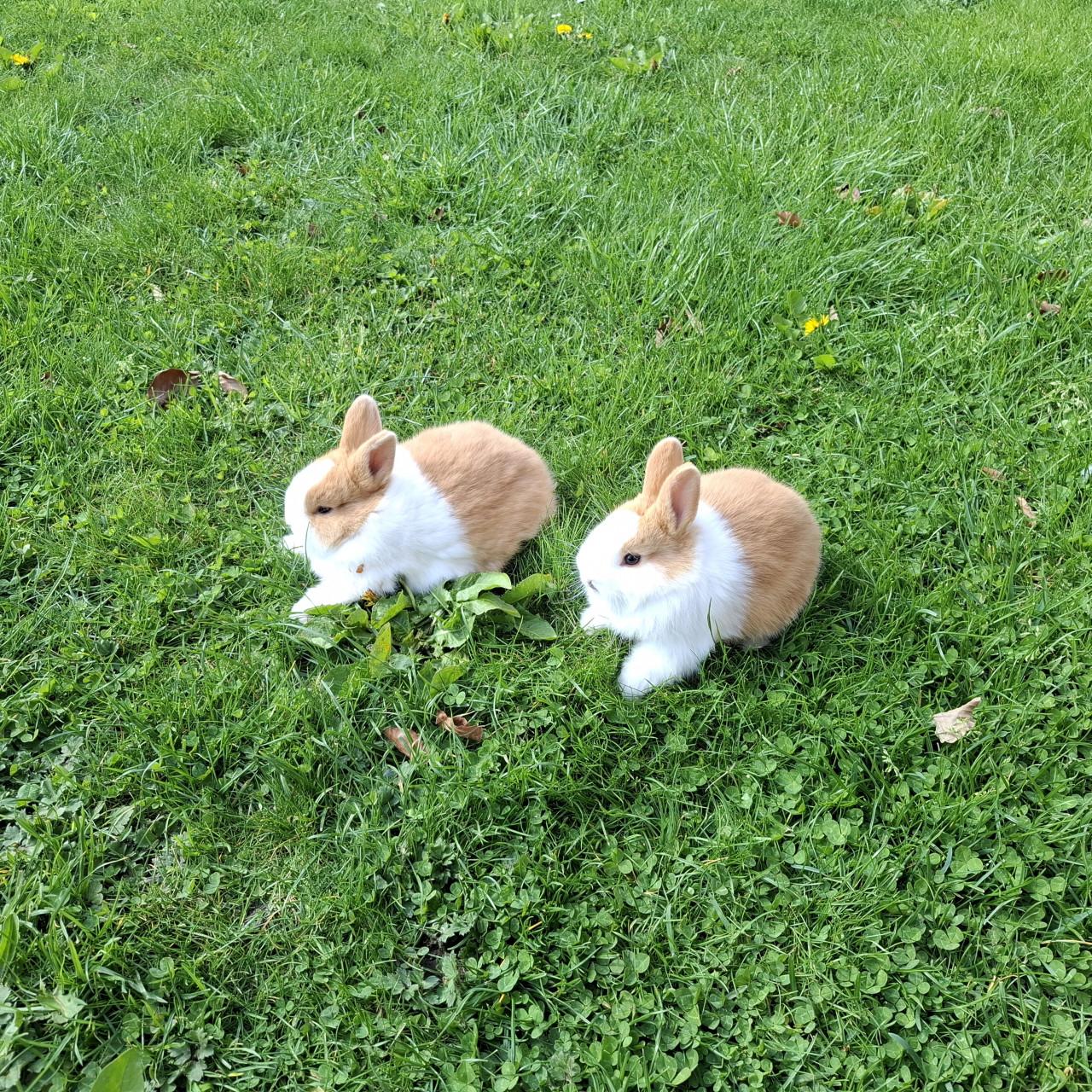 Hollander konijntjes (vrouwtjes)