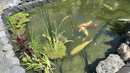 Koi’s te koop