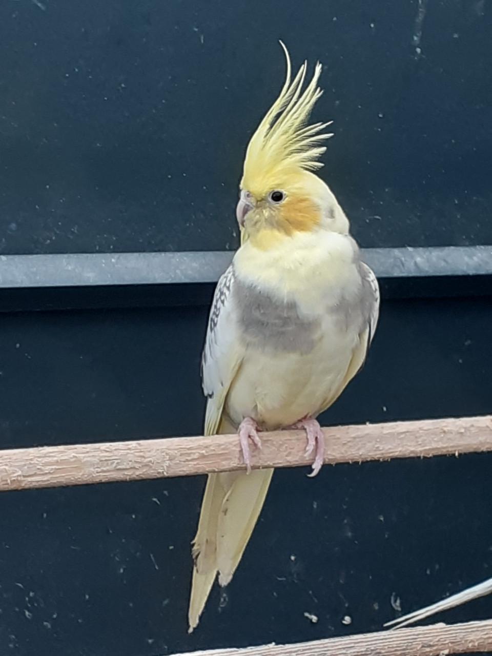 Valkparkieten van  2025