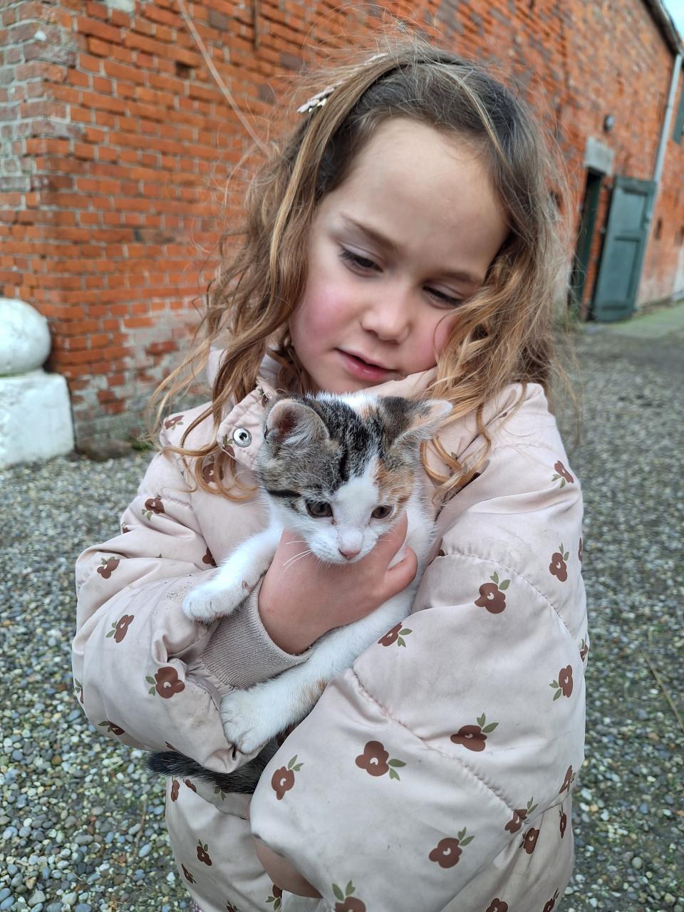 Lief aanhankelijk kitten