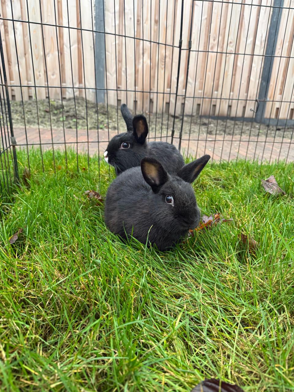 2 vrouwtjes konijnen