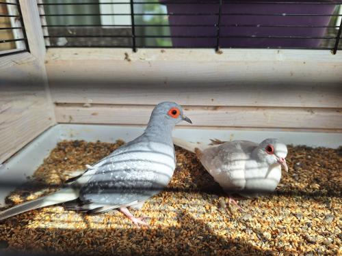 Koppeltje diamantduifjes