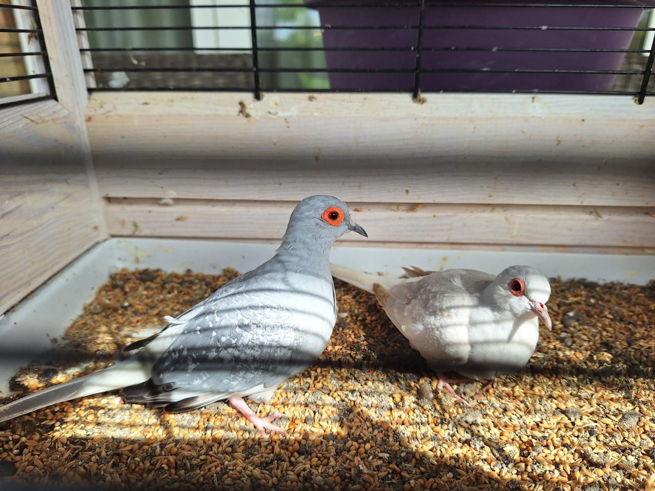 Koppeltje diamantduifjes