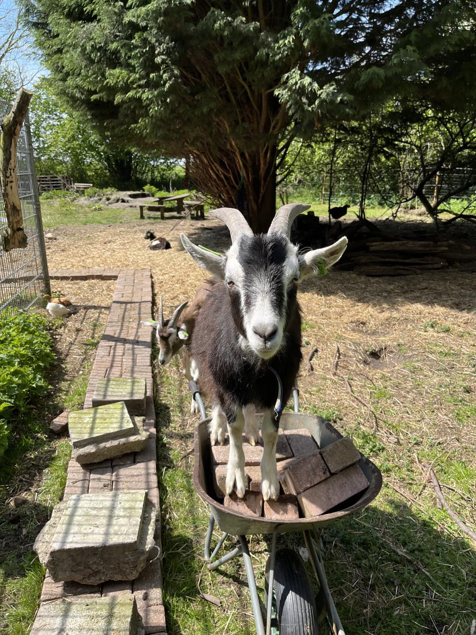 2 gecastreerde bokken
