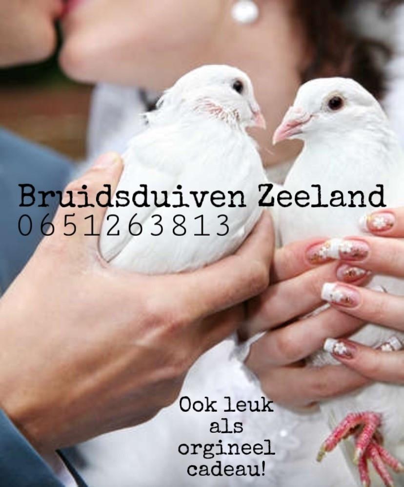Bruidsduiven huren: het leukste cadeau!
