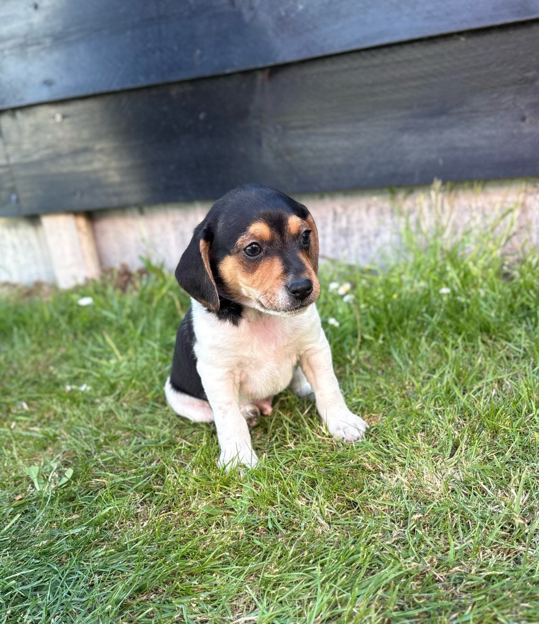 Prachtige boerenfox pups