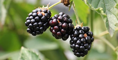 Biologisch moes tuinieren in Middelburg