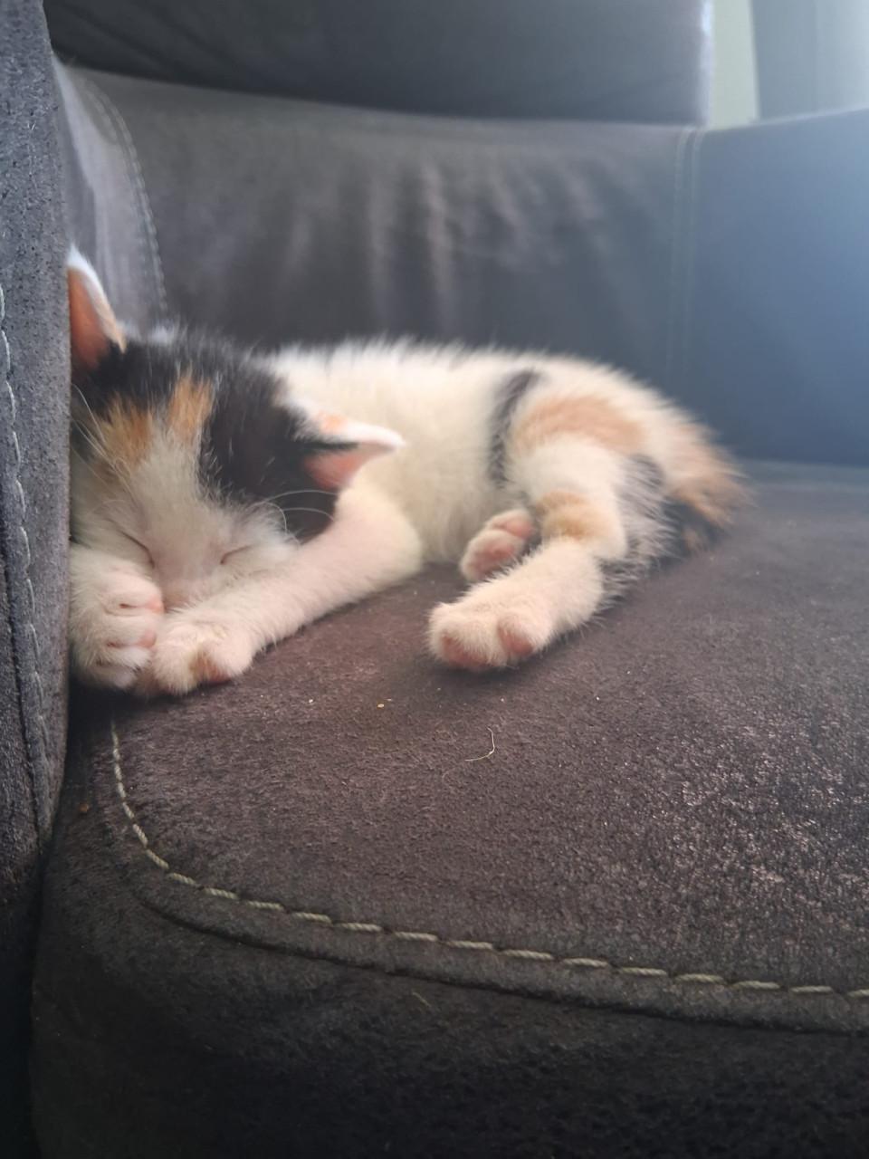 Super lieve kittens