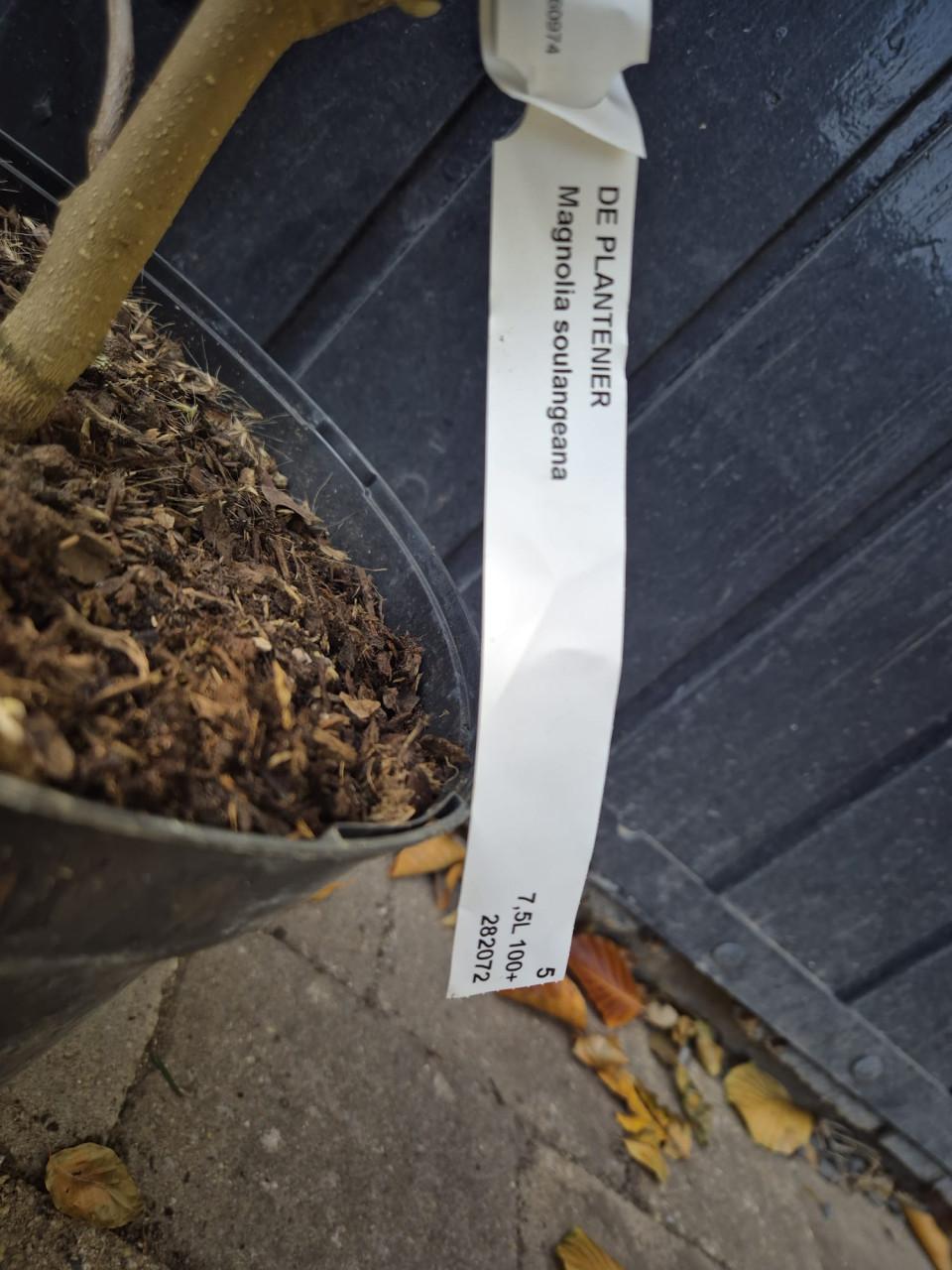 Magnolia Soulangeana struiken ca. 120 cm