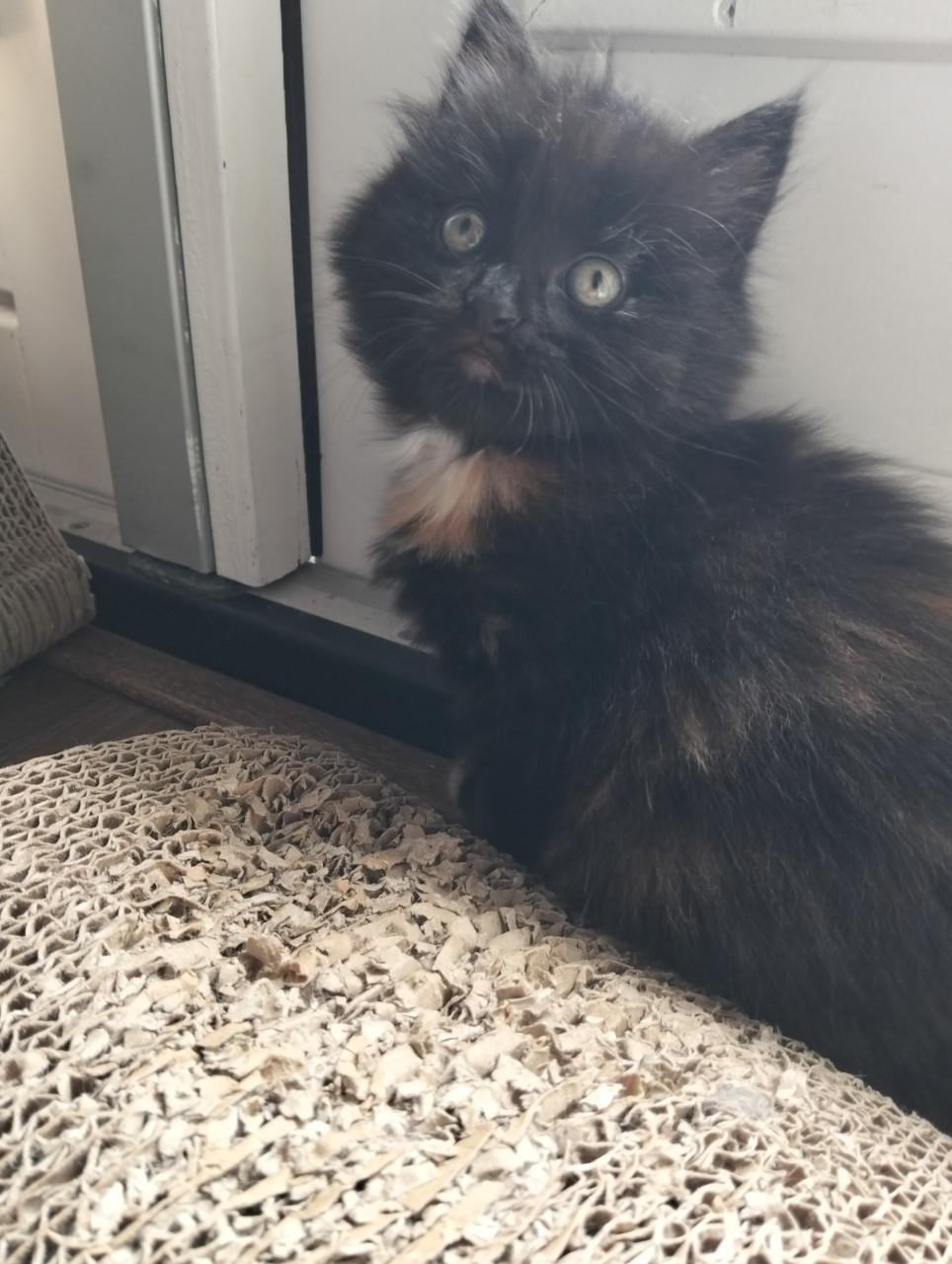 Kitten - vrouwtje