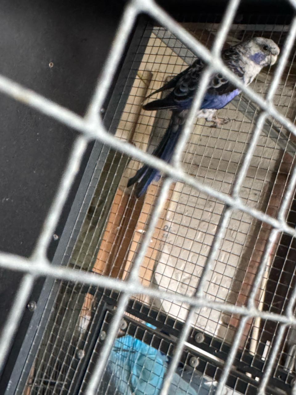 Koppel blauwe penanten