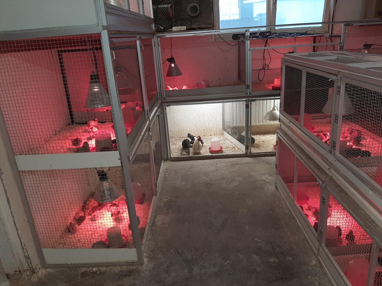 Eendagskuikens diverse kippenrassen