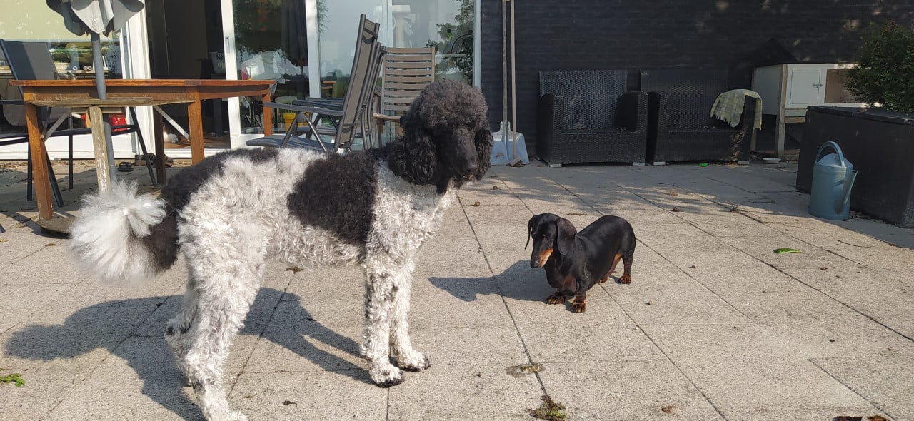 Koningspoedel pups in werpkist