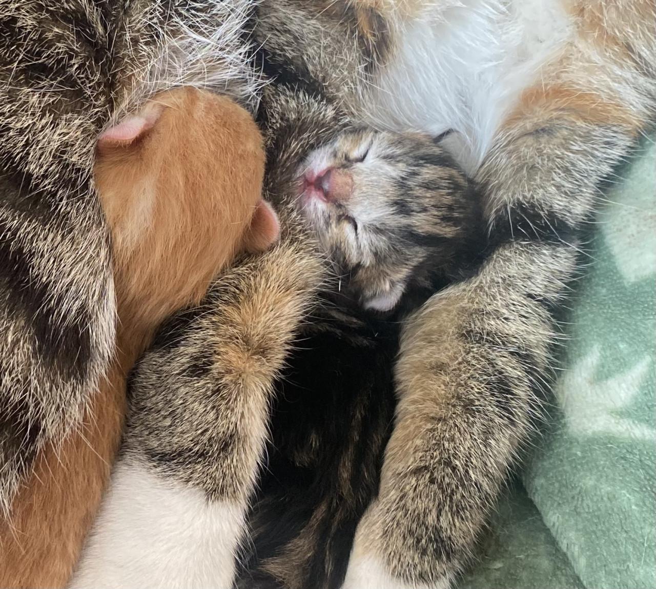 GERESERVEERD! Kittens te koop