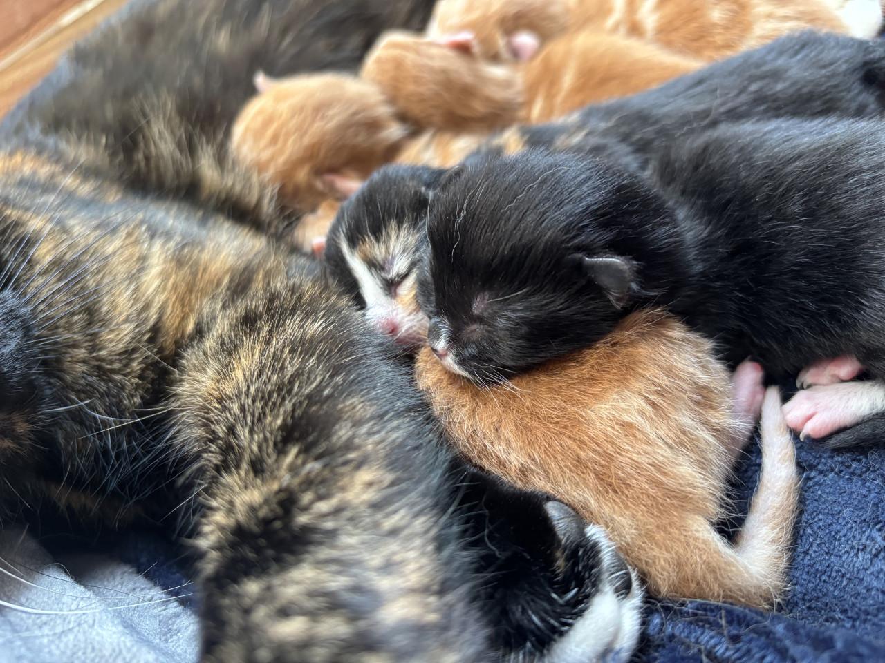 👑 Kittens zoeken gouden mandje 👑
