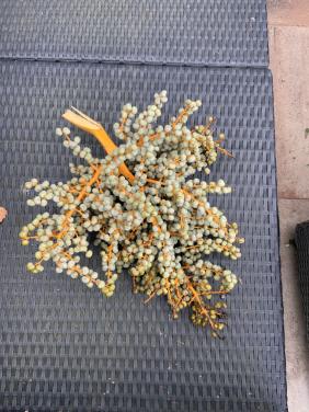 Kerst takken voor kerststukje of versiering