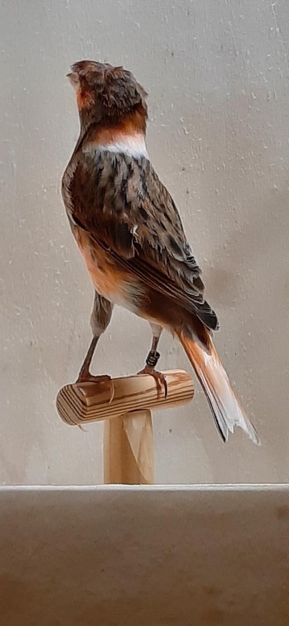 Portugese Harlekijn kanaries mannen en poppen