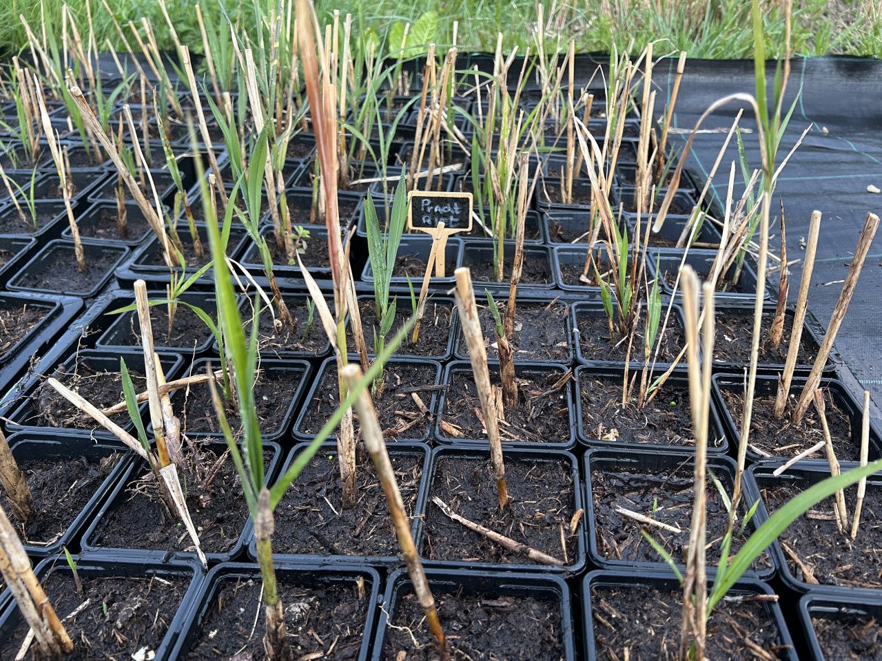 Prachtgriet (Miscanthus sin."Kleine Silberspinne")