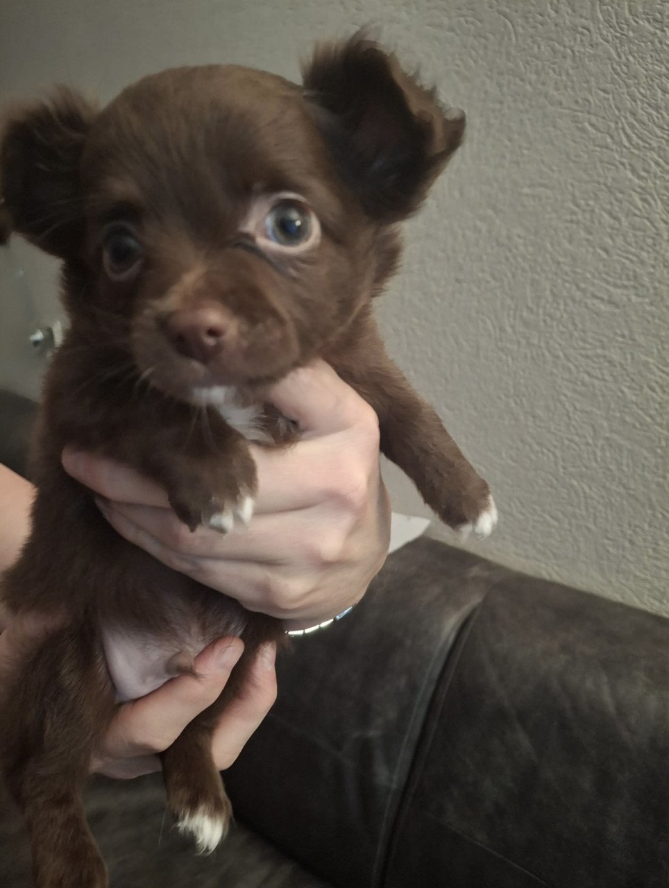 Chihuahua pups te koop