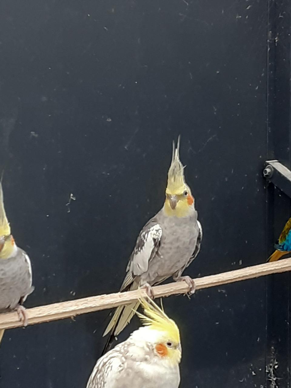 Valkparkieten van  2025