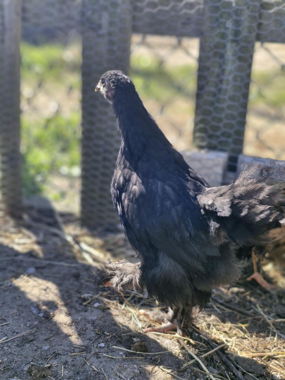 2  zwarte brahma dames mogen verhuizen