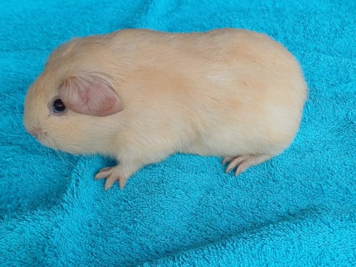 Leuke cavia's aangeboden