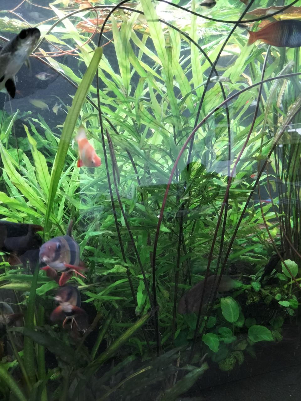 Aquarium planten