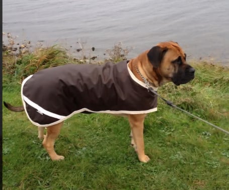 Stoere XXL REGENJAS hond