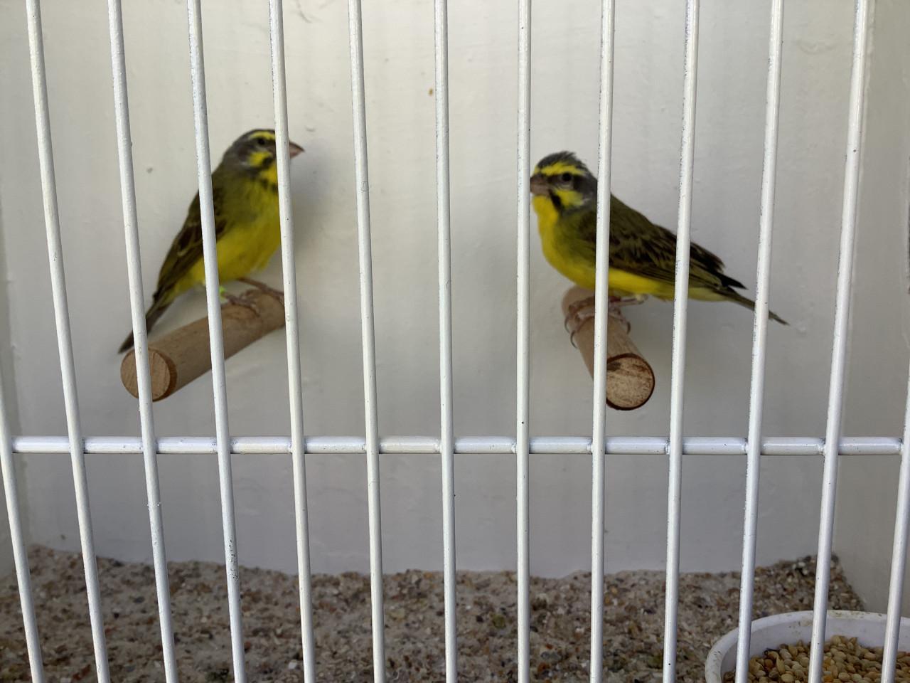 Koppel Mozambiquesijzen