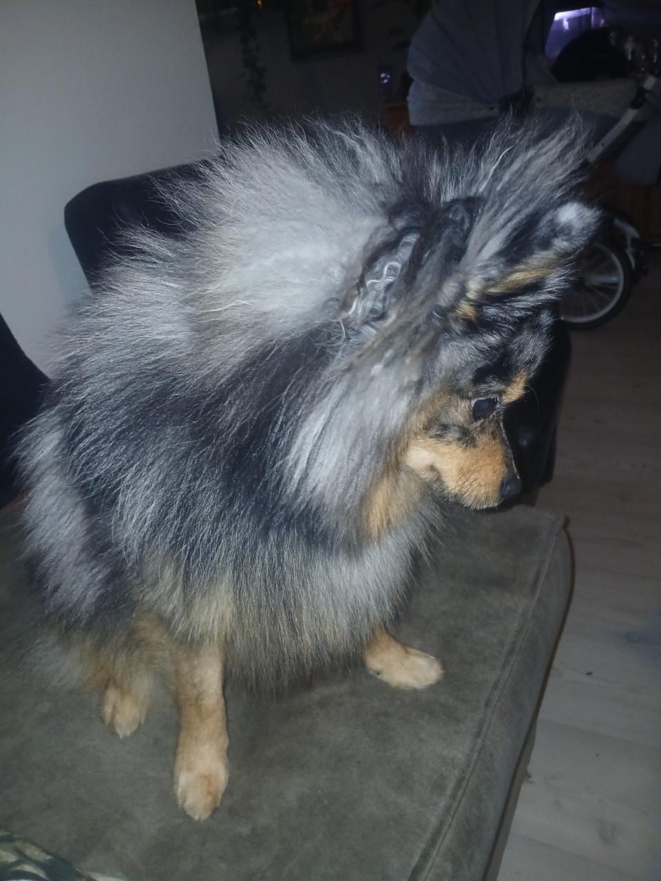 Keeshond te koop