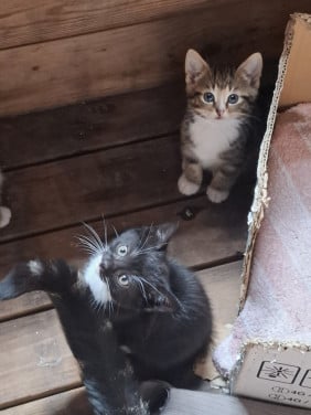 Kittens, alleen nog twee zwart/ witte beschikbaar)