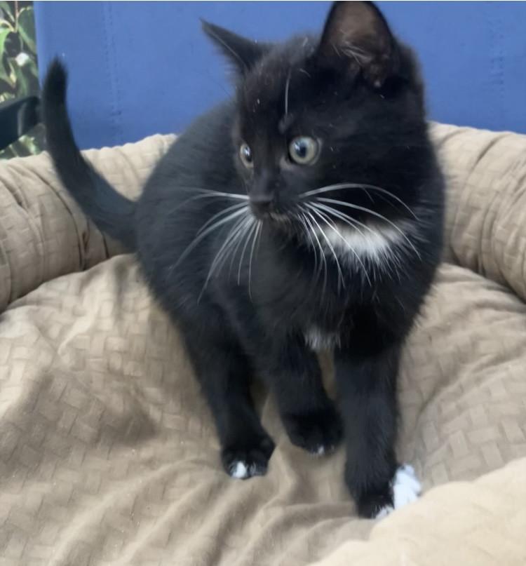 Kitten te koop