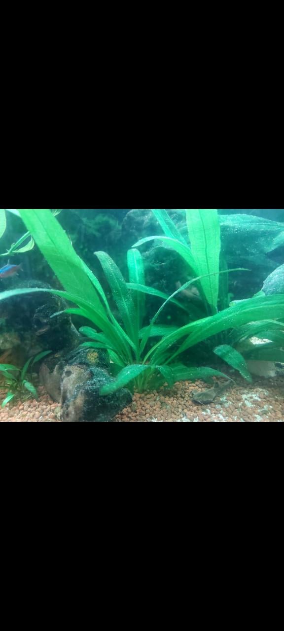 Stekjes aquarium plant