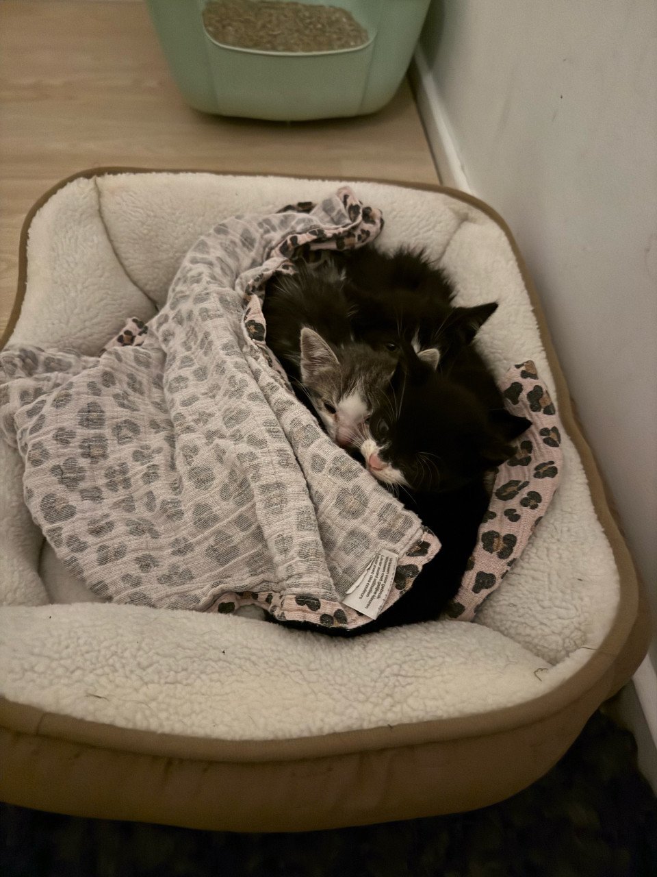 5 kittens