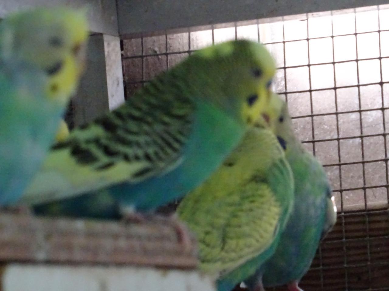 Te koop prachtige grasparkieten  broedrijp  p/st €6.00