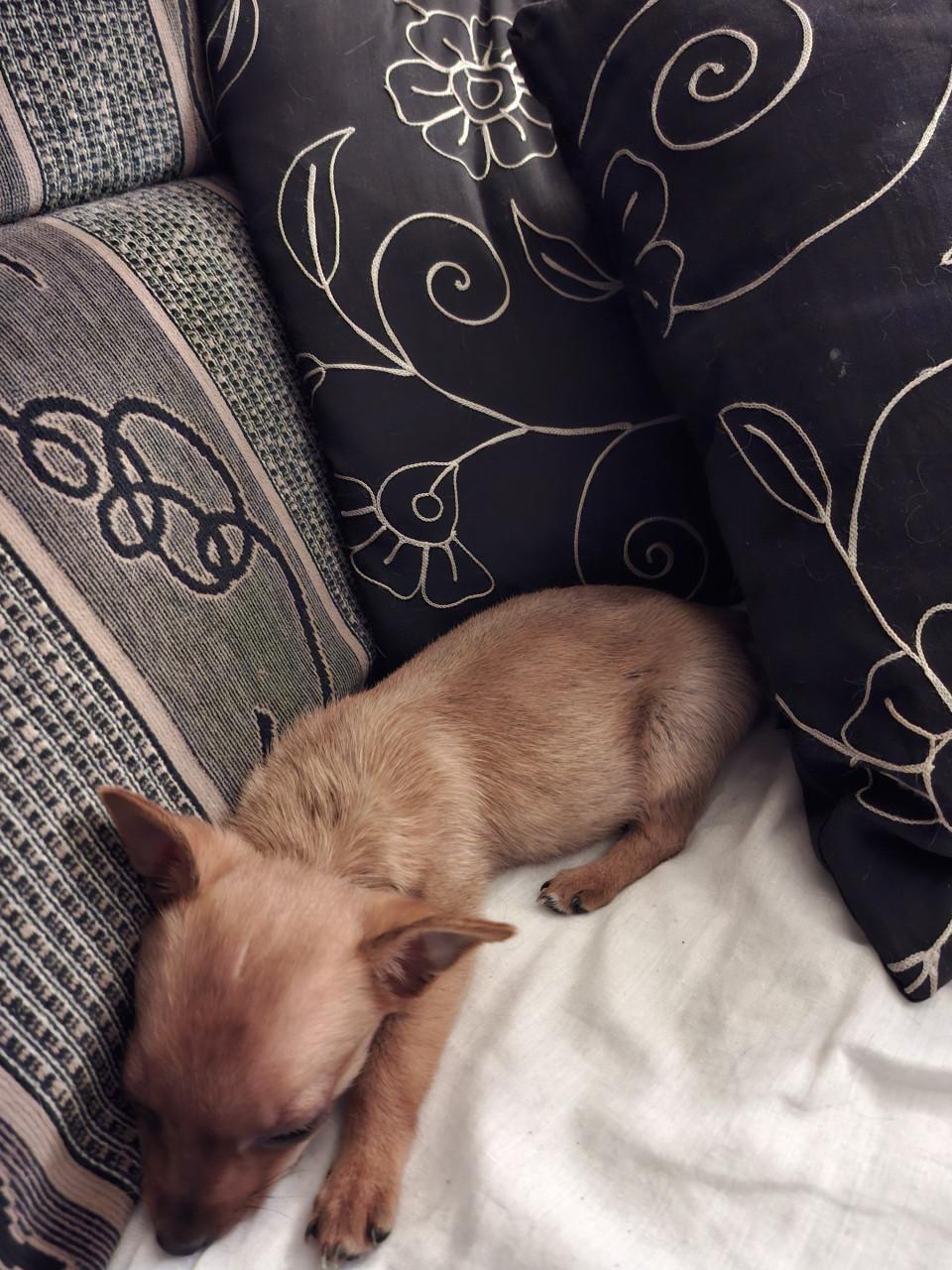 Chiawa reutje geboren 18 september