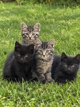 Kittens