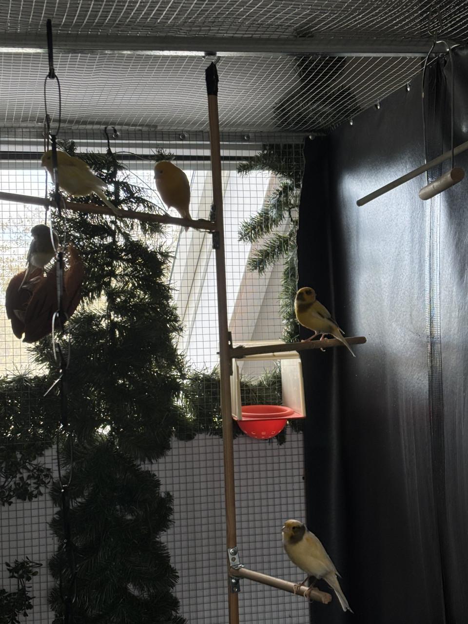 Kanaries (gereserveerd)