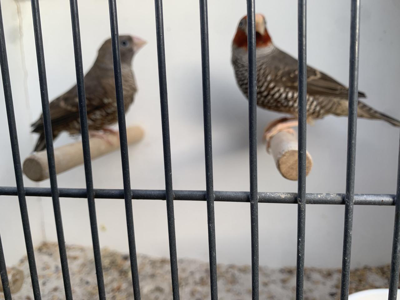 Koppel Roodkopamadines