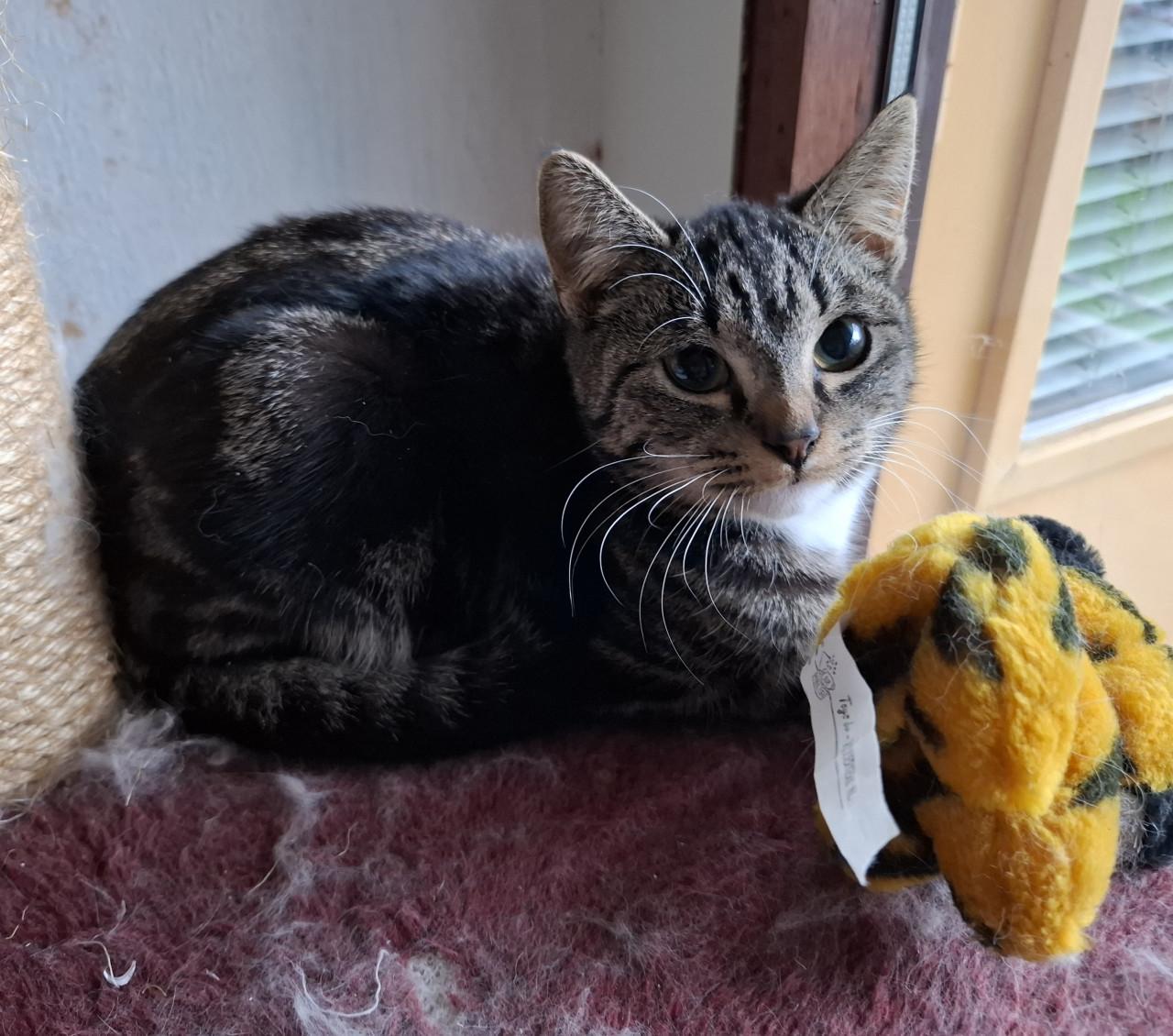 2 Kittens 6 maanden. Poes en katertje