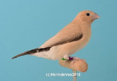 GEVRAAGD: Zilverbek agaat Pop