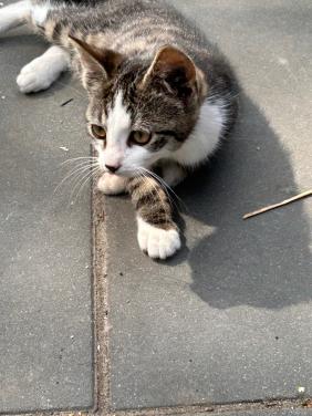 Lieve poes