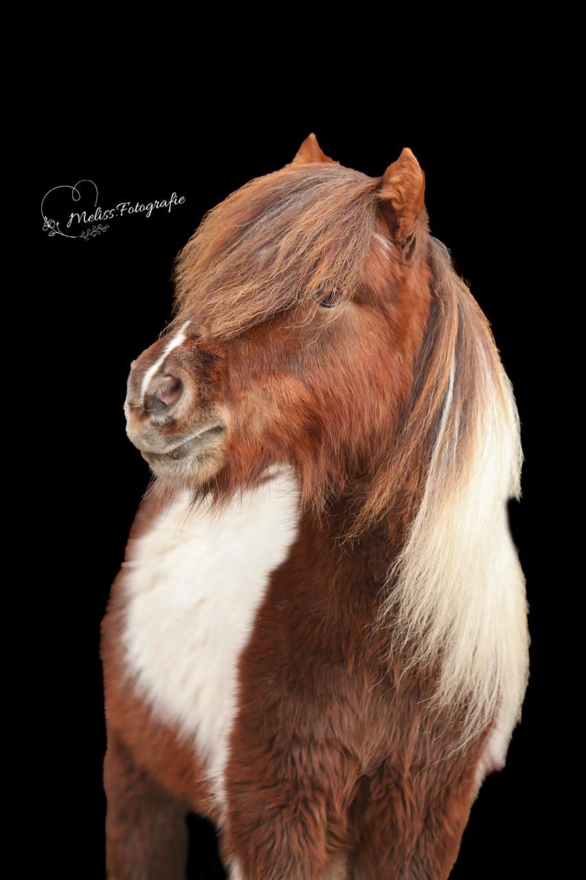 Minipaardje