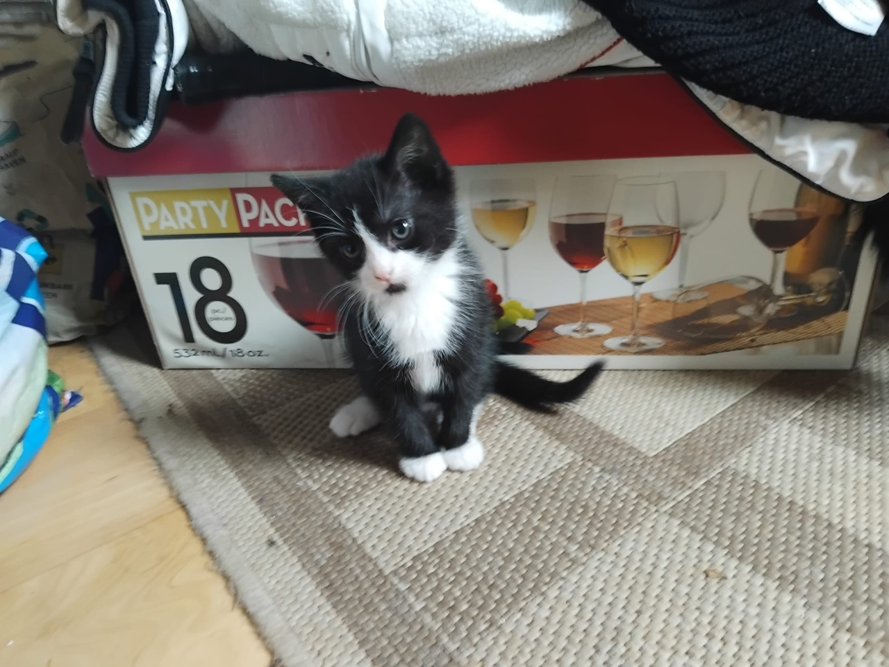 Super schattige kitten